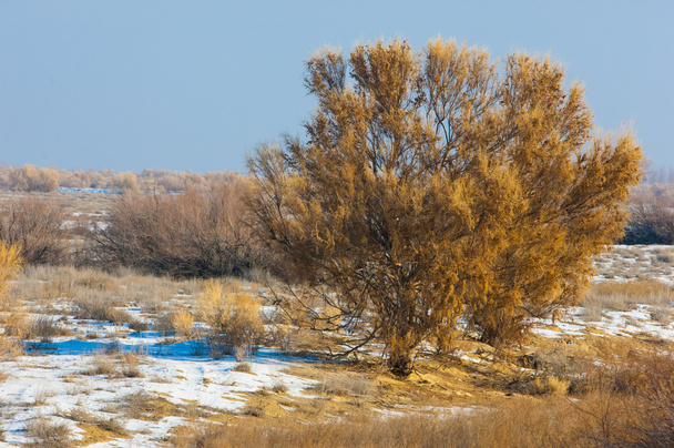 χειμώνα στέπες. haloxylon. saksaul χειμώνα. Καζαχστάν. Kapchagai Bakanas - Φωτογραφία, εικόνα