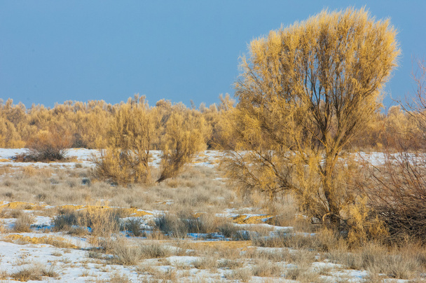 estepas invierno. haloxilón. saksaul invierno. Kazajstán. Kapchagai Bakanas
 - Foto, Imagen