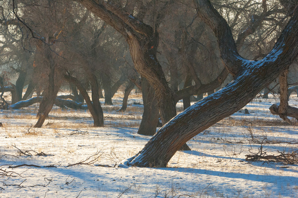 Turanga relicto árboles en el invierno, Populus heterofílico. el río o Kazajstán. Kapchagai Bakana
 - Foto, Imagen