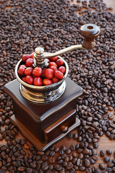 granos de café maduración en molinillo de café
 - Foto, imagen