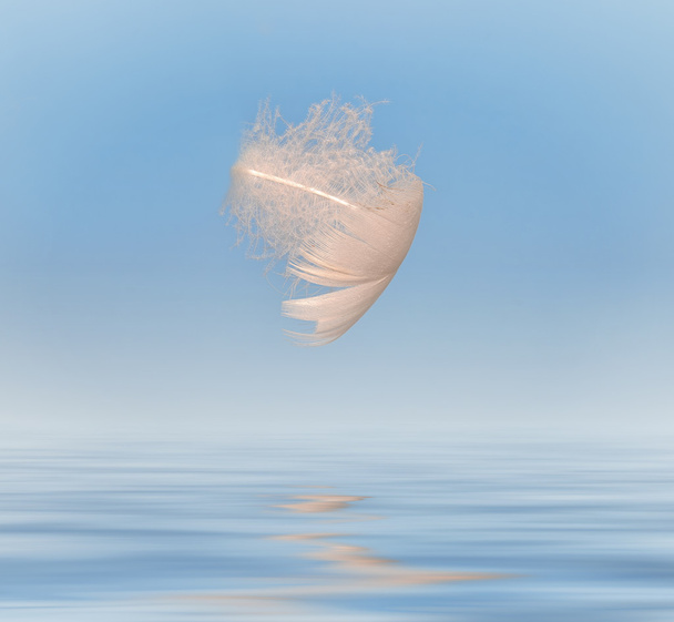 feather floating above water - Photo, Image