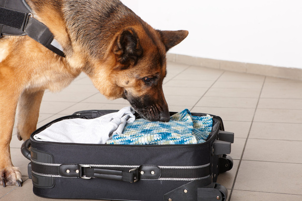 Olfateando equipaje de techo de perro
 - Foto, Imagen