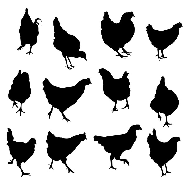 vector silueta de pollo y gallo icono conjunto
 - Vector, Imagen