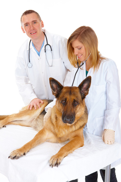 dva veterináři a pes - Fotografie, Obrázek
