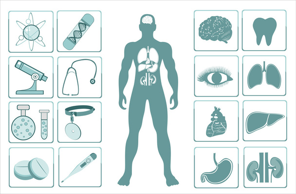 Icons of human organs - Vector, Imagen