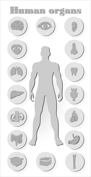 人間の臓器のアイコン - ベクター画像