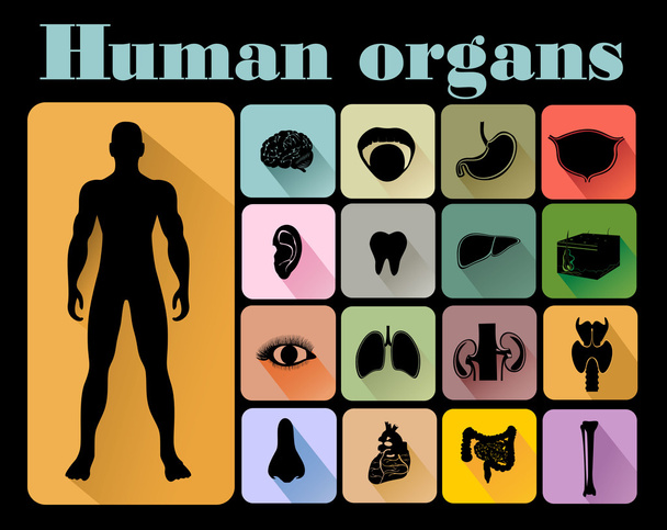 Icons of human organs - Vektori, kuva