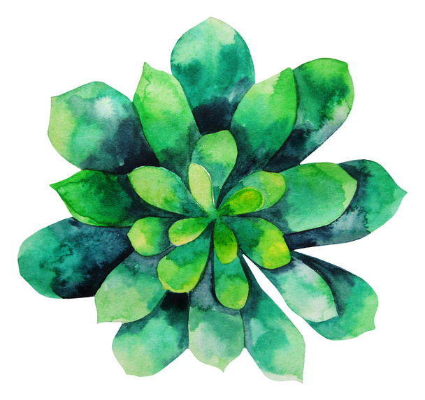 Watercolor green succulent - Fotoğraf, Görsel