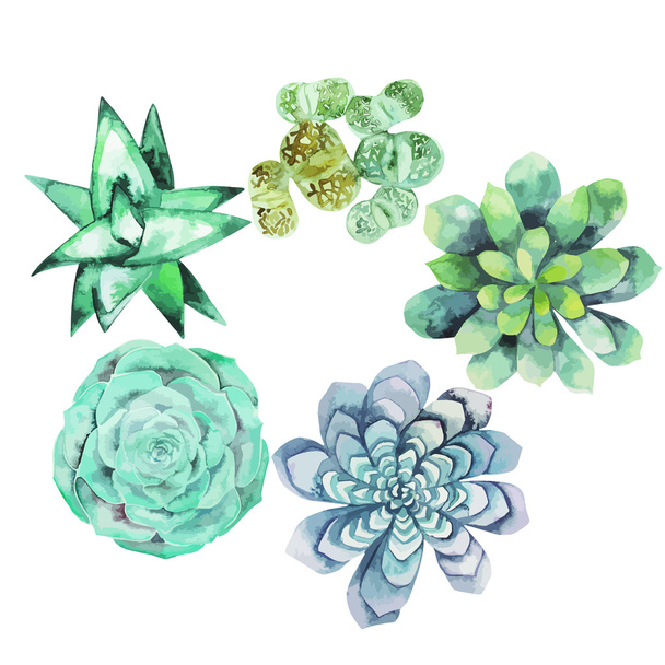 Watercolor succulent collection - Vector, Image