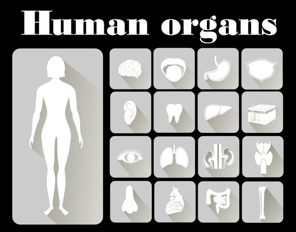 Icons of human organs - Вектор,изображение