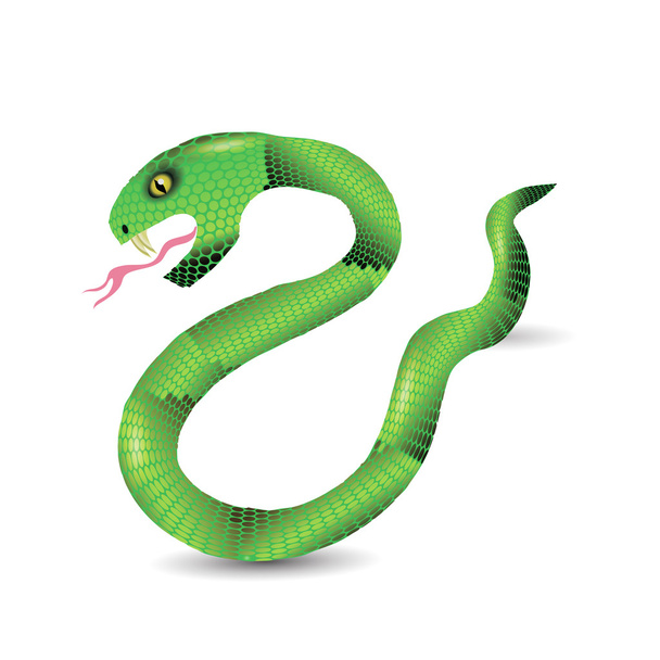Cartoon Green Snakes - Vector, Image