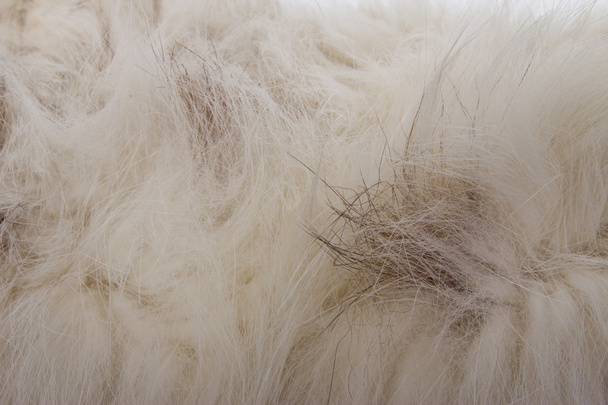 Animal fur texture - Photo, Image