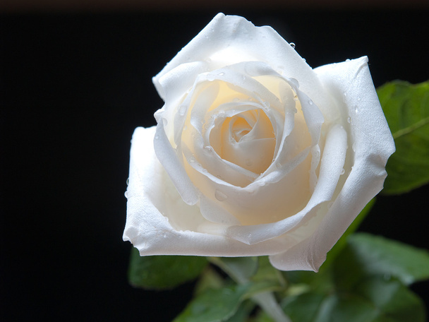 Fehér Rózsa, a természetes szépség - Fotó, kép