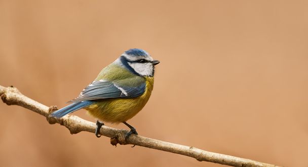 Beautiful blue tit - Photo, Image