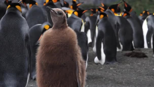 hnědá tučňák stojící - Záběry, video