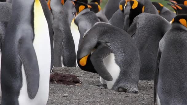 Penguin preening and clean - Footage, Video