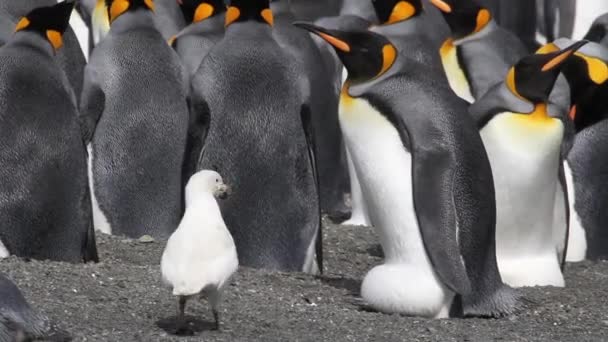 Sheathbill obklopen král tučňáci - Záběry, video