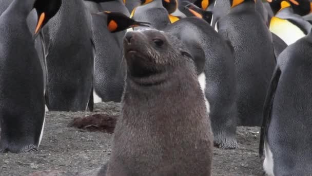 seal surrounded by king penguins - Footage, Video