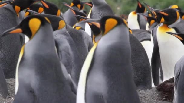 Král kolonie tučňáků s kuřaty - Záběry, video