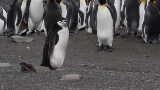 Pingouin Chinstrap marche
 - Séquence, vidéo