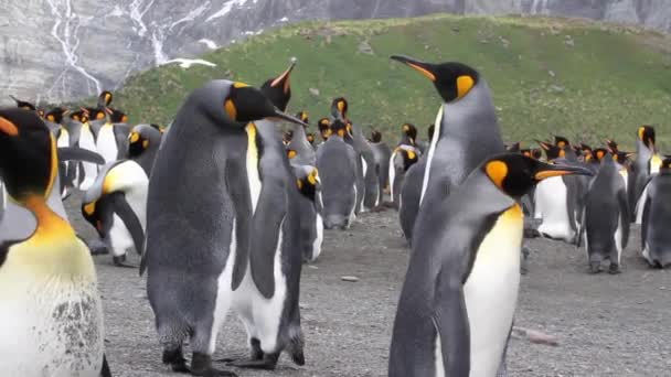 Colonia de pingüinos rey con polluelos
 - Metraje, vídeo