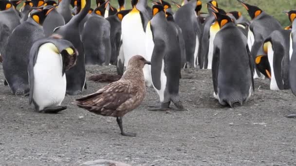Southern Skua with king penguins - Footage, Video