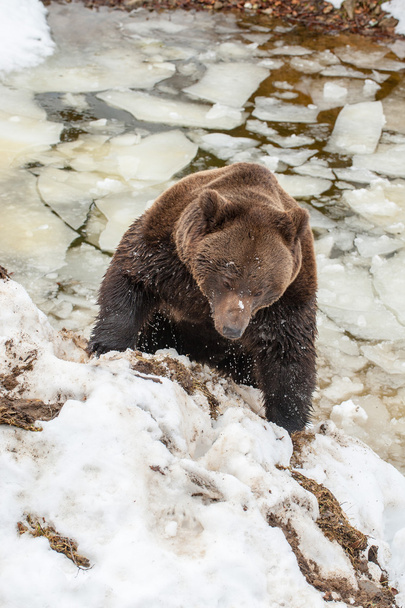 bear portrait in the frozen lake - Photo, Image
