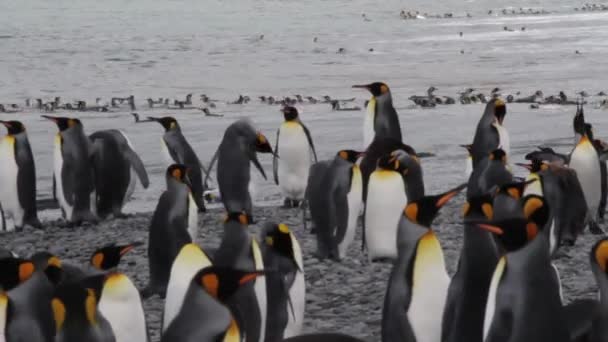 Król kolonii pingwinów - Materiał filmowy, wideo