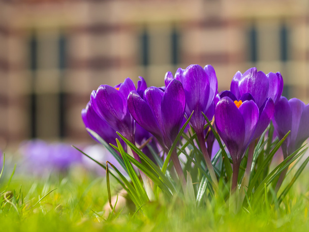 Skupina purpurové kvetoucí Krokus - Fotografie, Obrázek