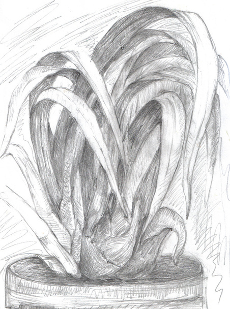 シンビジウム蘭の花の手描き。ペン蘭 - 写真・画像