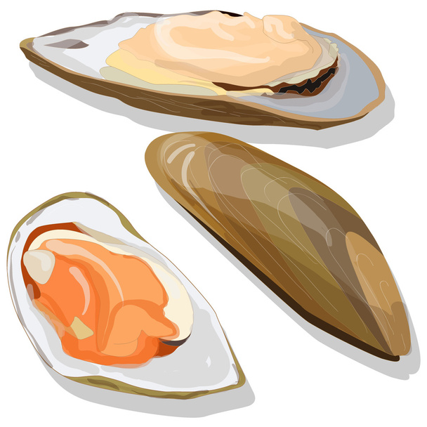 Mussels vector illustration - Vector, Image