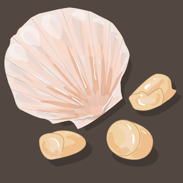 Scallop vector image isolated - Vector, Image