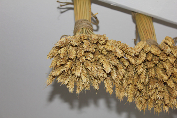 пучки колосьев пшеницы
 - Фото, изображение