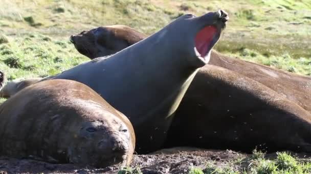 Yeşil çimenlerin üzerinde horlama deniz fili - Video, Çekim