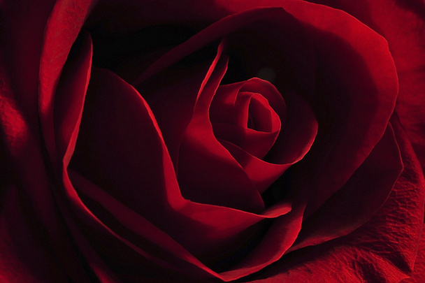 Egy vörös rózsa Vértes - Fotó, kép