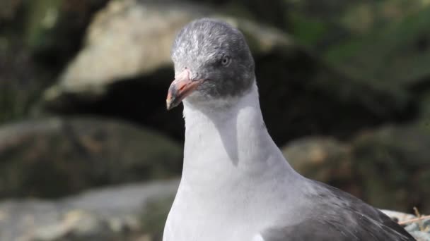 Dolphin gull on the shore - Filmmaterial, Video