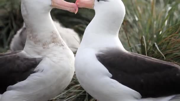 Vaeltavat albatrossit kosiskelu
 - Materiaali, video