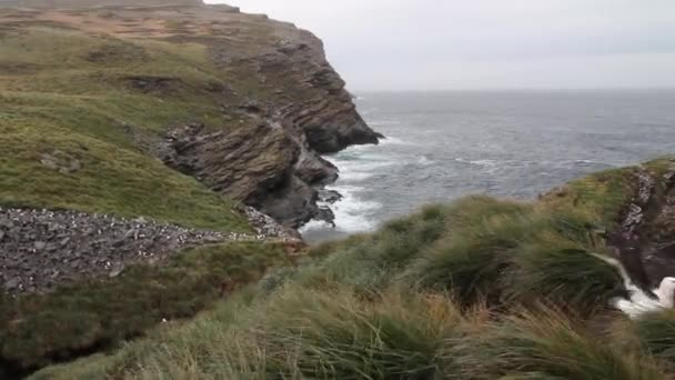Wandering albatross in the grass - Πλάνα, βίντεο