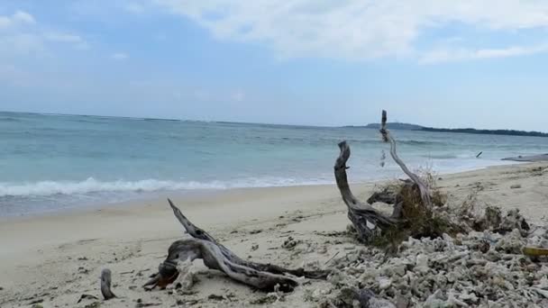 流木や牧歌的なビーチのサンゴ - 映像、動画