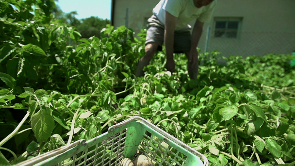 Mann im Garten wirft mit Kartoffeln - Filmmaterial, Video