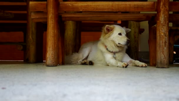 dog laying down under the bench - Video