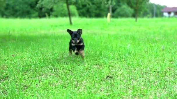 puppy uitgevoerd in de natuur - Video