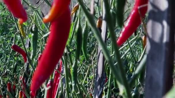 Κόκκινο τσίλι πιπεριές φυτεία - Πλάνα, βίντεο