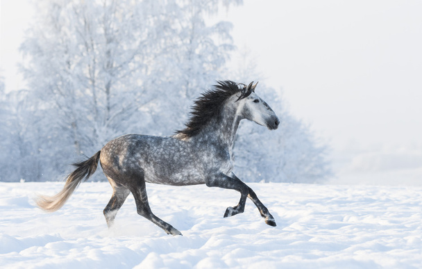 Dapple-grey stallion gallop across snowy field - Foto, Imagen