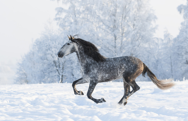 Grey stallion run gallop in winter - Foto, Imagen