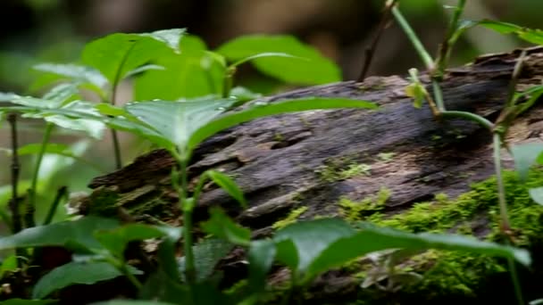 trópusi erdő lebomlott fa - Felvétel, videó