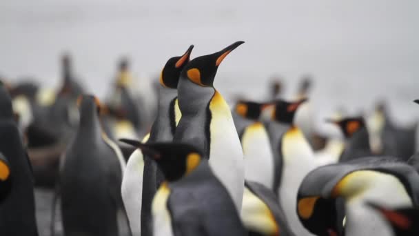 キング ペンギンのコロニー - 映像、動画