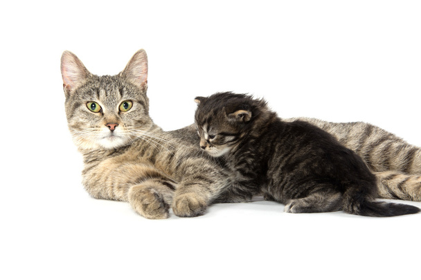 Female tabby cat and kitten - Photo, Image