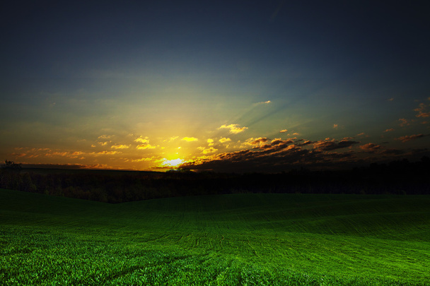 Green summer Field - Photo, Image