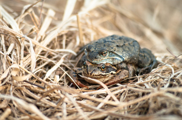 Frog - Photo, Image